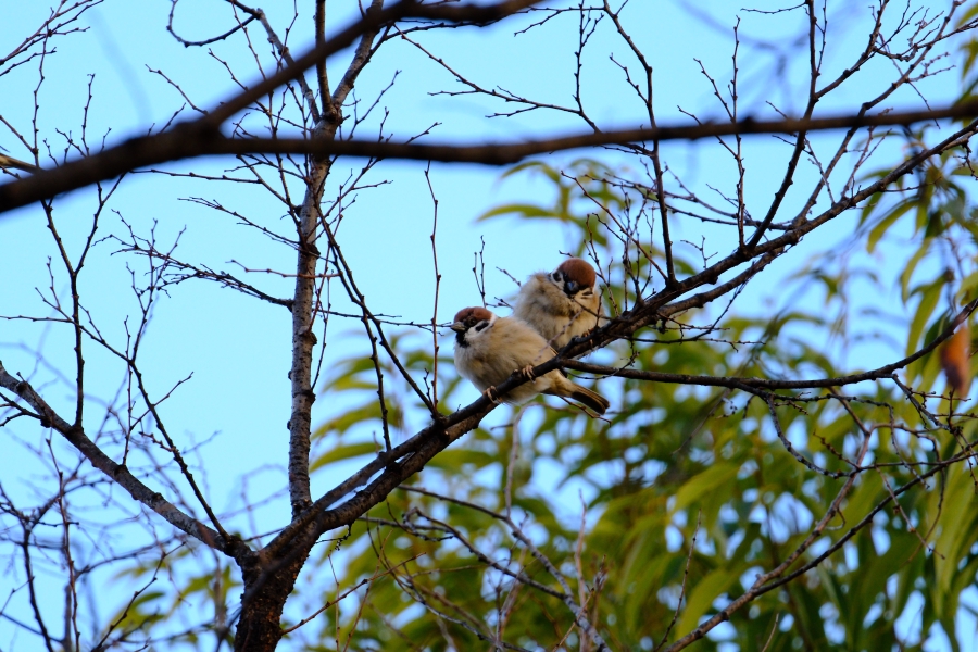 Birdwatching - 2024.01.11