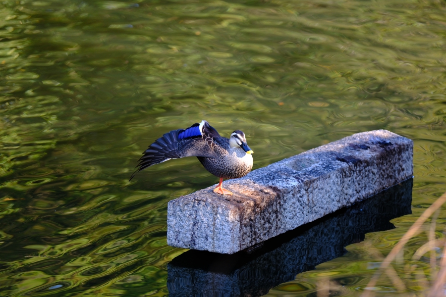 Daisen Park - 2023.12.24