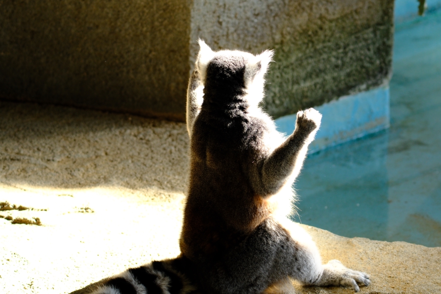 Nifrel & Cultural Gardens - 2023.12.10