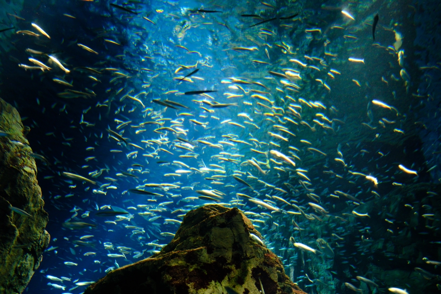 Osakako Bay - 2023.12.02