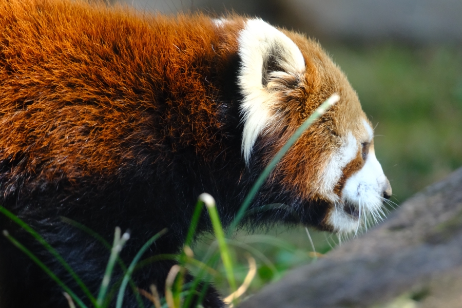 Osaka Tennoji Zoo - 2023.12.06